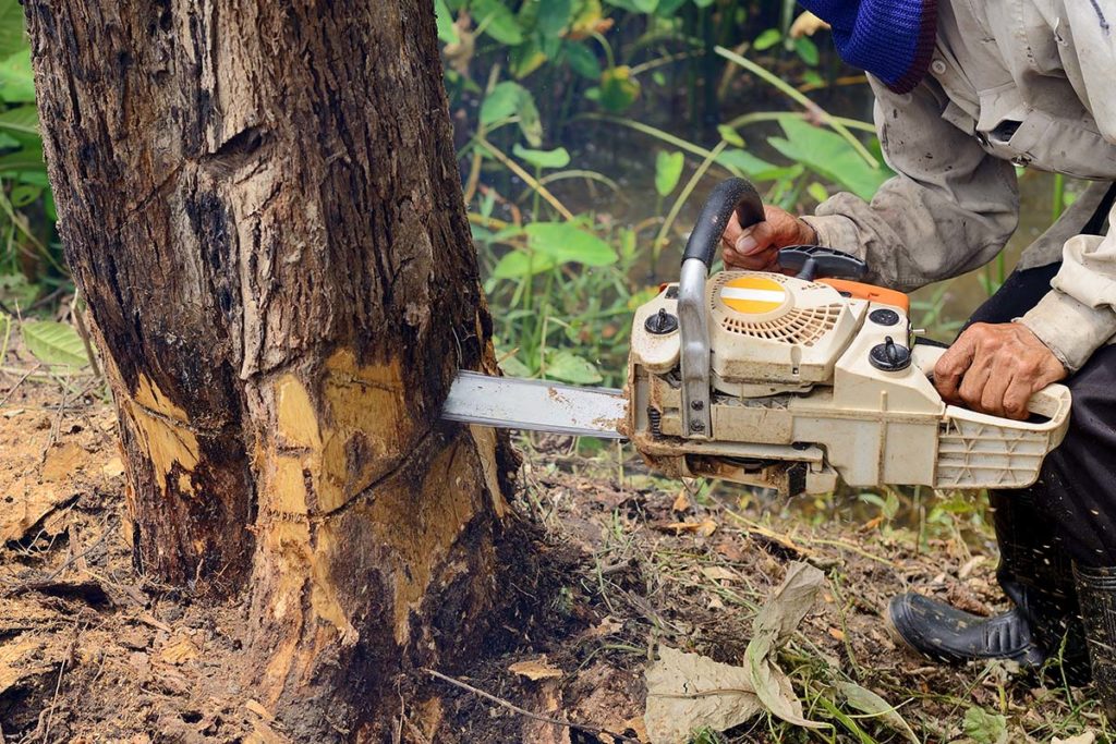 professional cutting down tree