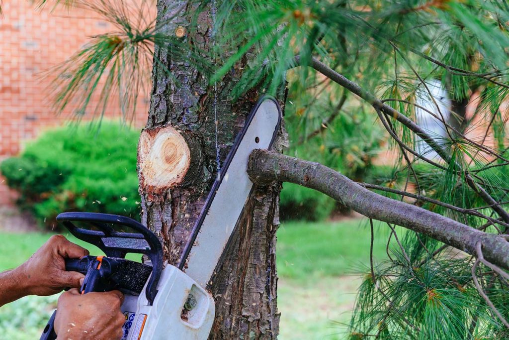 professional trimming a tree