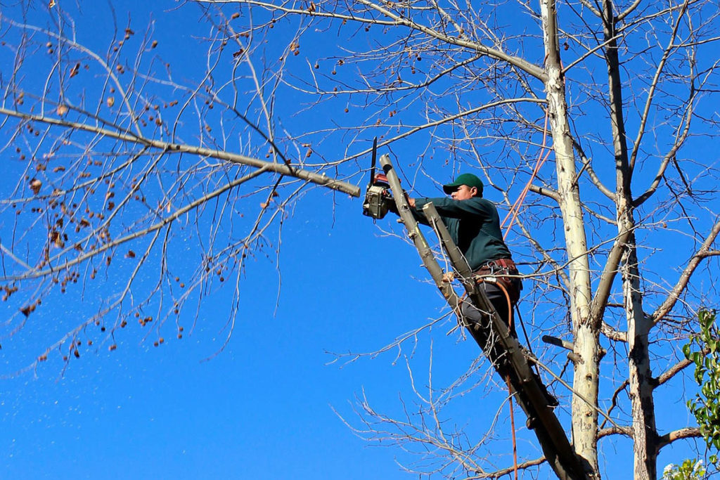 tree removal pro cutting down tree