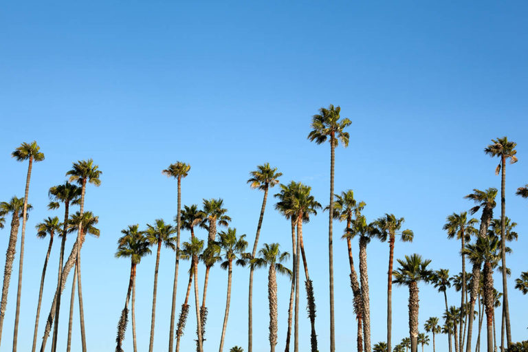 What is Palm Tree Skinning and When Should You Do It? | Burbank Tree Pros