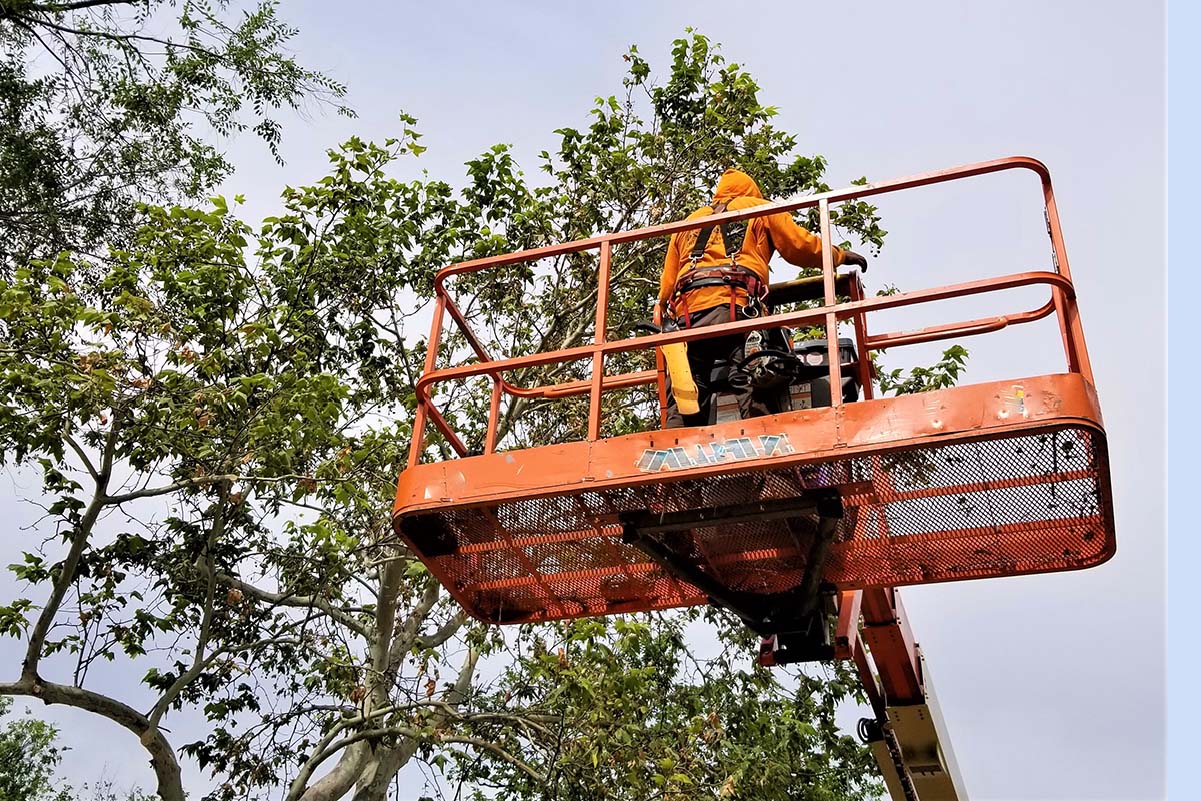 burbank tree pros on a bucket lift trimming a large tree