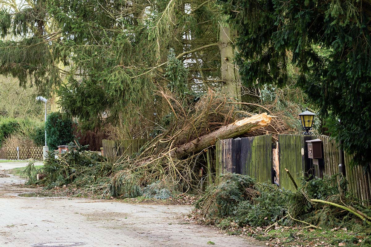 fallen tree on street due to storm damage