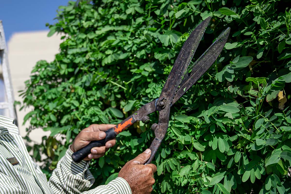 gardener trimming and pruning a tree