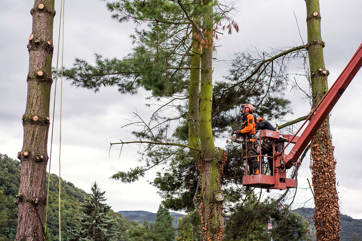 Two Burbank Tree Pros arborists with chainsaw and lifting platform cutting a tree.