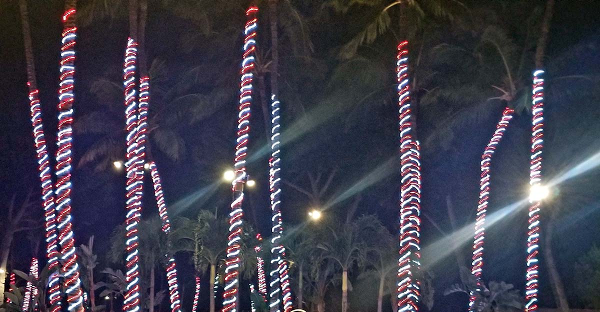 holiday lights on palms in burbank